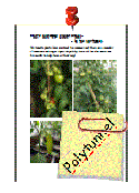 7_The_Polytunnel.pdf
